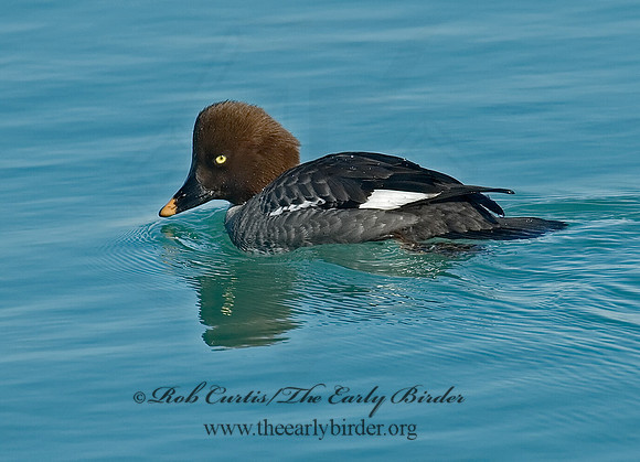 Bucephala clangula - COMMON GOLDENEYE 7000099