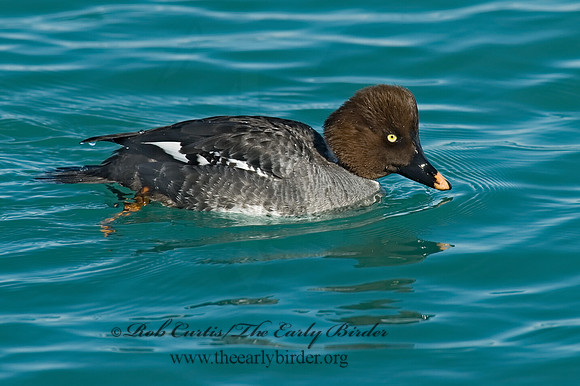 Bucephala clangula - COMMON GOLDENEYE 7000075