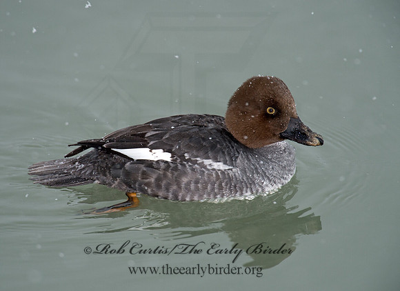 Bucephala clangula - COMMON GOLDENEYE 9017129