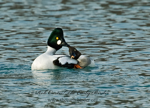 Bucephala clangula - COMMON GOLDENEYE 5017931