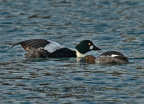 Bucephala clangula - COMMON GOLDENEYE 5017929