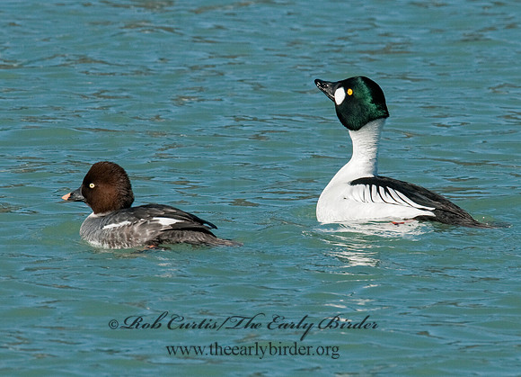 Bucephala clangula - COMMON GOLDENEYE 3012120