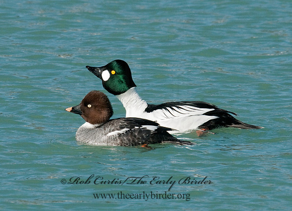 Bucephala clangula - COMMON GOLDENEYE 3012116
