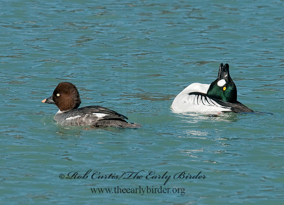 Bucephala clangula - COMMON GOLDENEYE 3012119