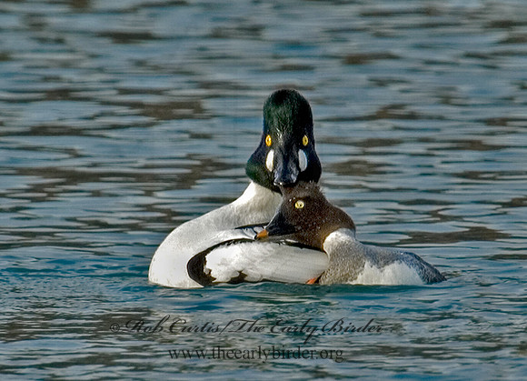 Bucephala clangula - COMMON GOLDENEYE 5017933 IF