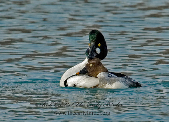 Bucephala clangula - COMMON GOLDENEYE 5017934 IF