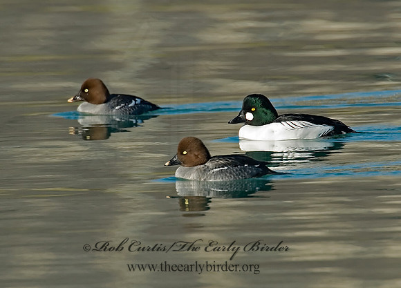 Bucephala clangula - COMMON GOLDENEYE 6019164