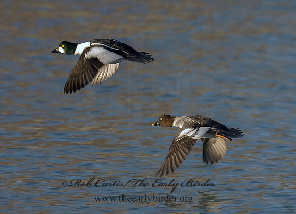 Bucephala clangula - COMMON GOLDENEYE 6019336