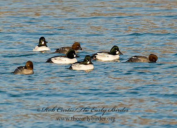 Bucephala clangula - COMMON GOLDENEYE 6019505