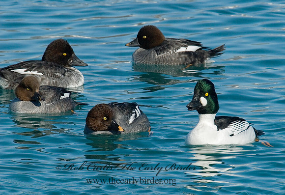 Bucephala clangula - COMMON GOLDENEYE 6030311