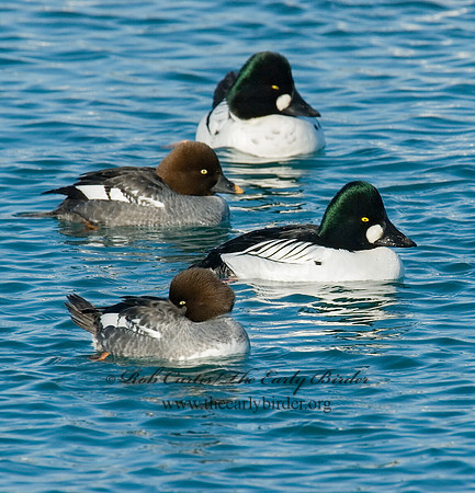 Bucephala clangula - COMMON GOLDENEYE 6030583