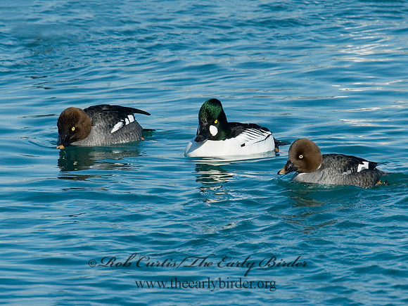Bucephala clangula - COMMON GOLDENEYE 6030384