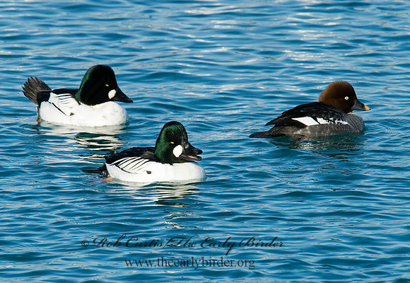 Bucephala clangula - COMMON GOLDENEYE 6030584