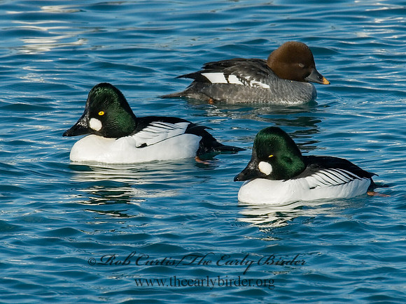Bucephala clangula - COMMON GOLDENEYE 6030586
