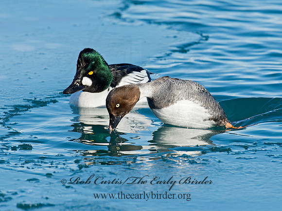 Bucephala clangula - COMMON GOLDENEYE 9019795