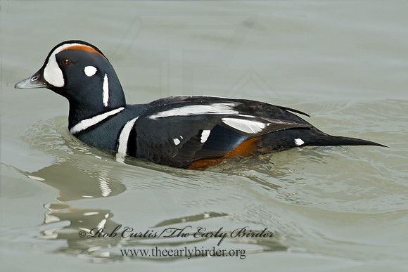 Histrionicus histrionicus  HARLEQUIN DUCK 6019722 M