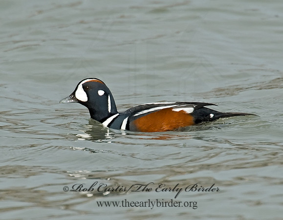 Histrionicus histrionicus  HARLEQUIN DUCK 6019688 M