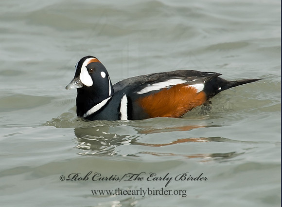 Histrionicus histrionicus  HARLEQUIN DUCK 6019676 M