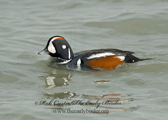 Histrionicus histrionicus  HARLEQUIN DUCK 6019675 M