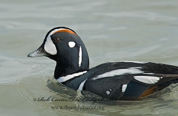 Histrionicus histrionicus  HARLEQUIN DUCK 6019718 M