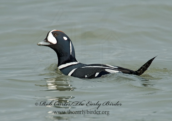 Histrionicus histrionicus  HARLEQUIN DUCK 6019725 M