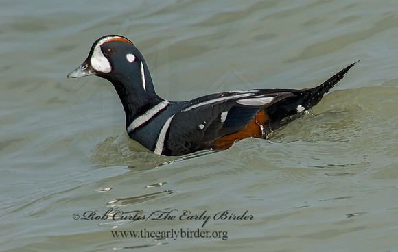 Histrionicus histrionicus  HARLEQUIN DUCK 6019726 M