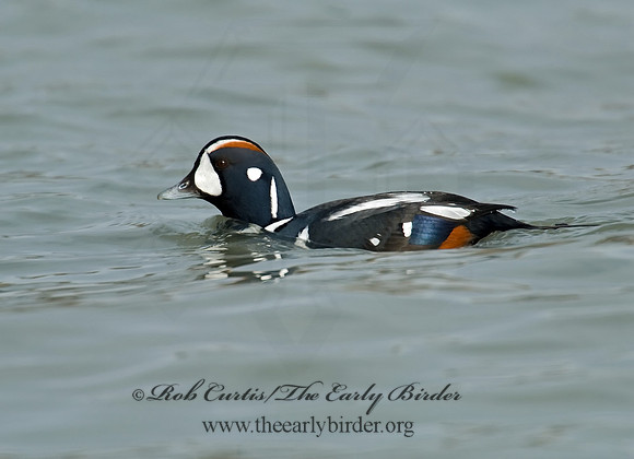 Histrionicus histrionicus  HARLEQUIN DUCK 6019748 M
