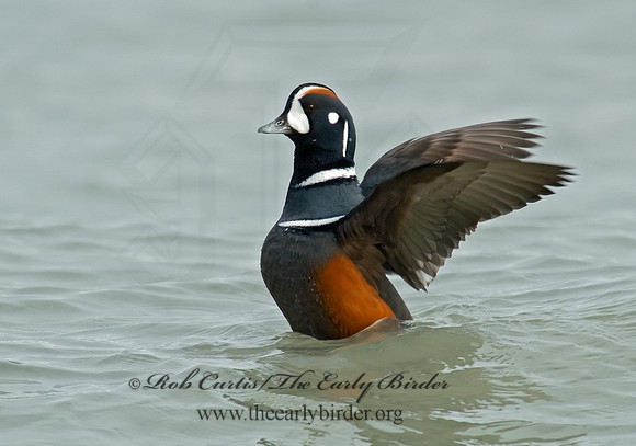 Histrionicus histrionicus  HARLEQUIN DUCK 6019766 M