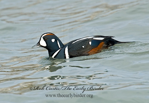 Histrionicus histrionicus  HARLEQUIN DUCK 6019775 M