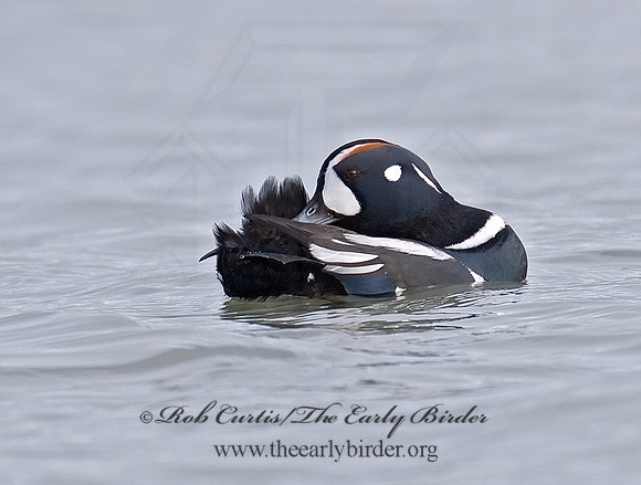 Histrionicus histrionicus  HARLEQUIN DUCK 6019783 M