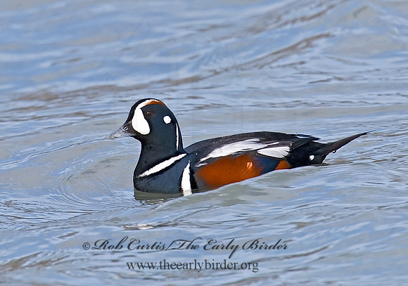 Histrionicus histrionicus  HARLEQUIN DUCK 6019805 M