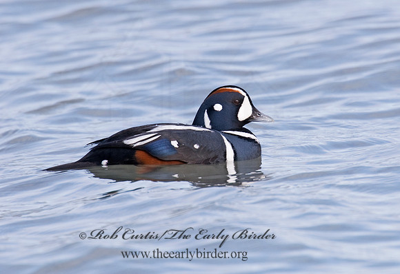 Histrionicus histrionicus  HARLEQUIN DUCK 6019824 M