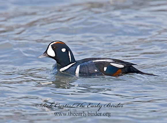 Histrionicus histrionicus  HARLEQUIN DUCK 6019814 M