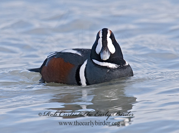 Histrionicus histrionicus  HARLEQUIN DUCK 6019835 M