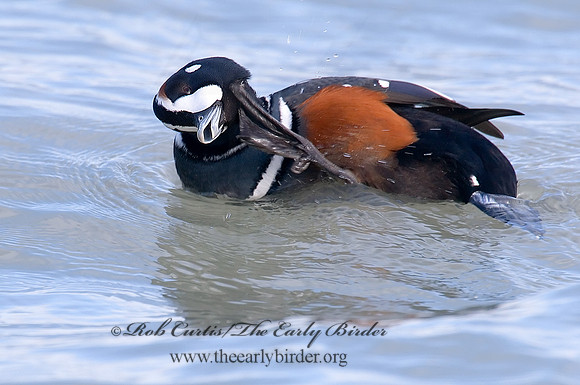 Histrionicus histrionicus  HARLEQUIN DUCK 6019848 M