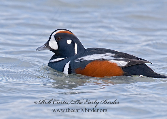 Histrionicus histrionicus  HARLEQUIN DUCK 6019846 M