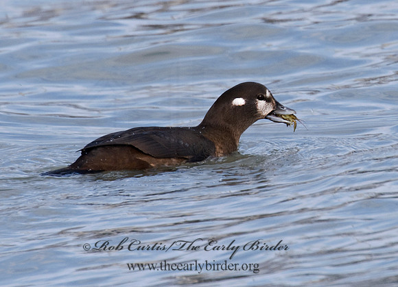 Histrionicus histrionicus  HARLEQUIN DUCK 6019811 F