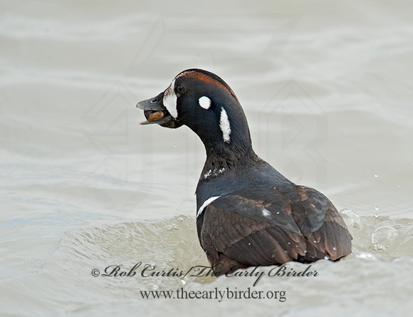 Histrionicus histrionicus  HARLEQUIN DUCK 8021300