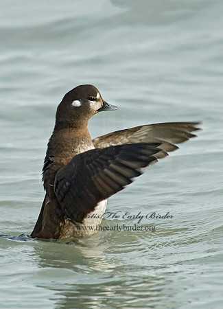 Histrionicus histrionicus  HARLEQUIN DUCK 6019758 F