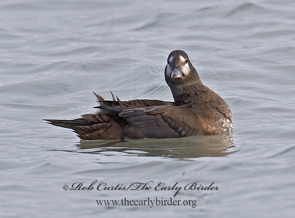 Histrionicus histrionicus  HARLEQUIN DUCK 6019788 F