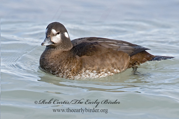 Histrionicus histrionicus  HARLEQUIN DUCK 6019843 F