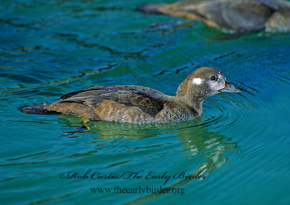 Histrionicus histrionicus  HARLEQUIN DUCK 80824