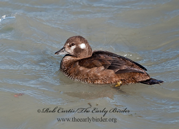 Histrionicus histrionicus  HARLEQUIN DUCK 8024666