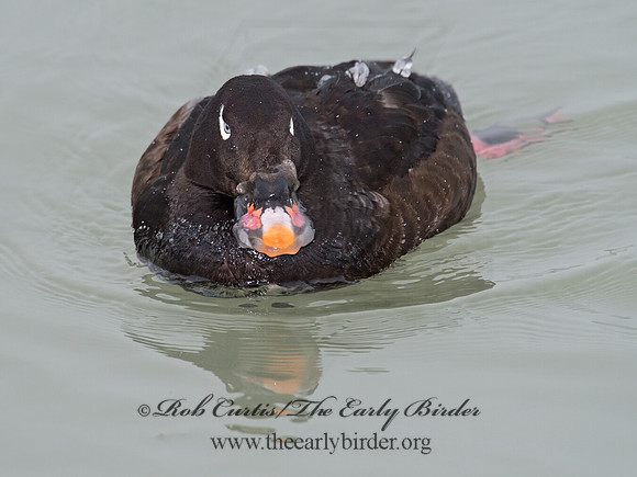 Melanitta deglandi  WHITE-WINGED SCOTER 9017069