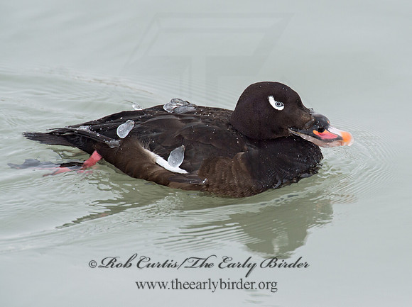 Melanitta deglandi  WHITE-WINGED SCOTER 9017053