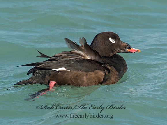 Melanitta deglandi  WHITE-WINGED SCOTER 9017156