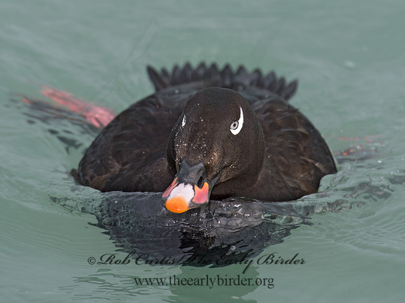 Melanitta deglandi  WHITE-WINGED SCOTER 9017209