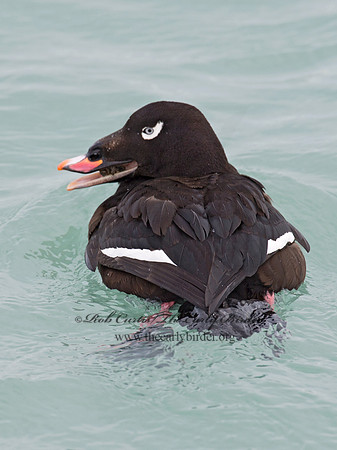 Melanitta deglandi  WHITE-WINGED SCOTER 9017246