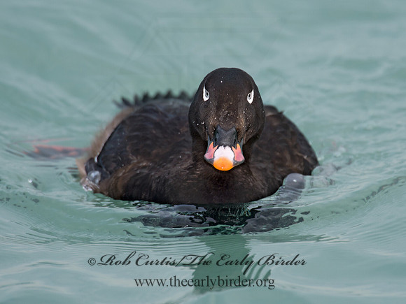 Melanitta deglandi  WHITE-WINGED SCOTER 9017238