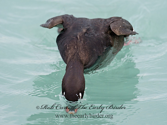 Melanitta deglandi  WHITE-WINGED SCOTER 9017265